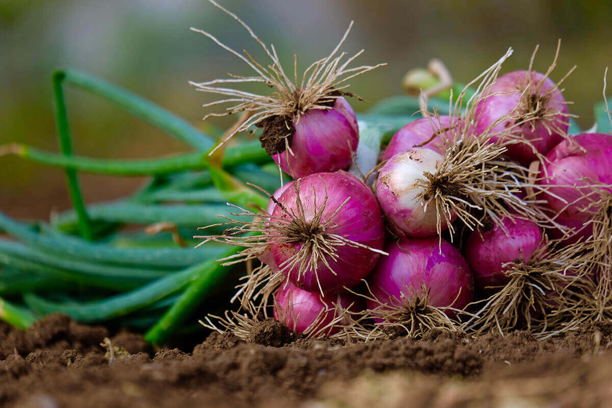 Oignons : variétés, plantation et récolte